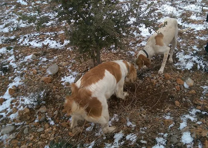La Casa De La Estacion Sarrión